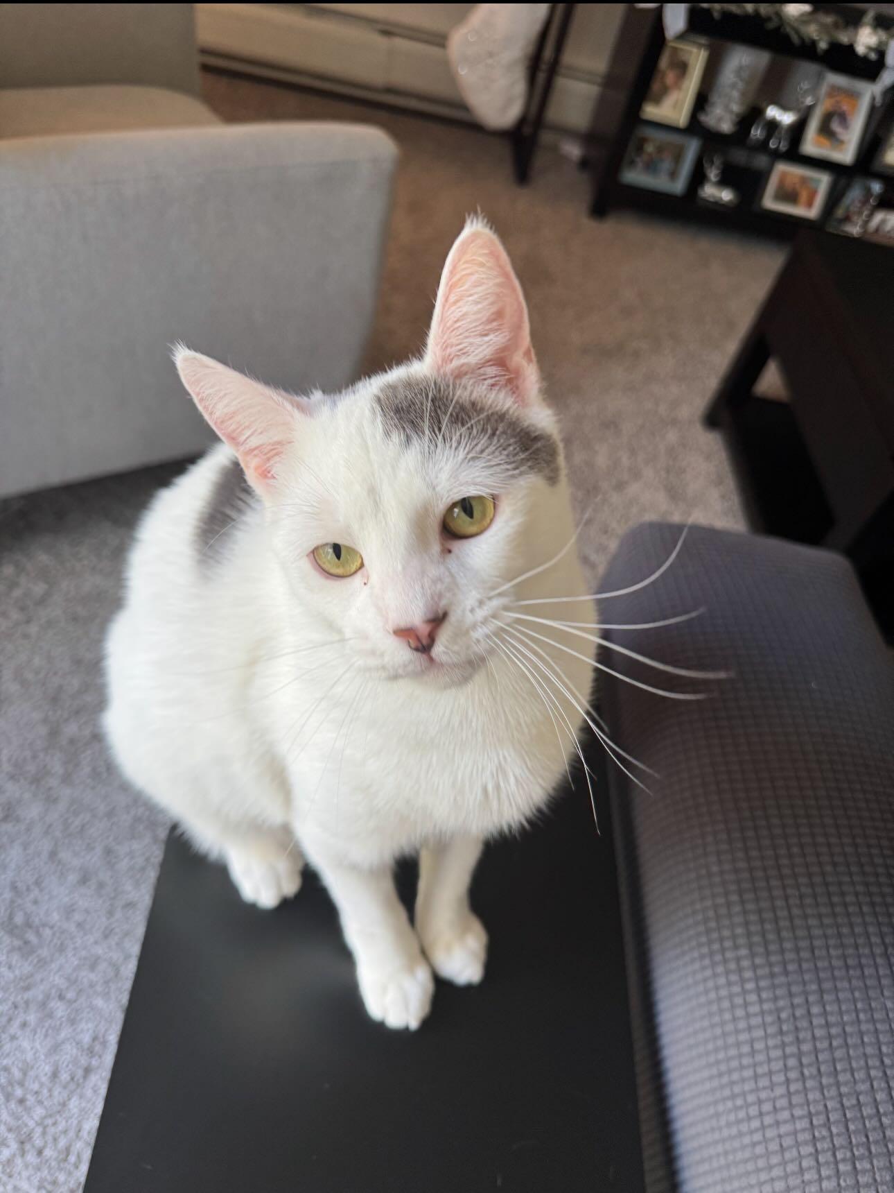 Enlarge Earl Gray (HOSPICE-HCM), a ADOPTABLE Domestic Short Hair in Levittown, PA image 6/6