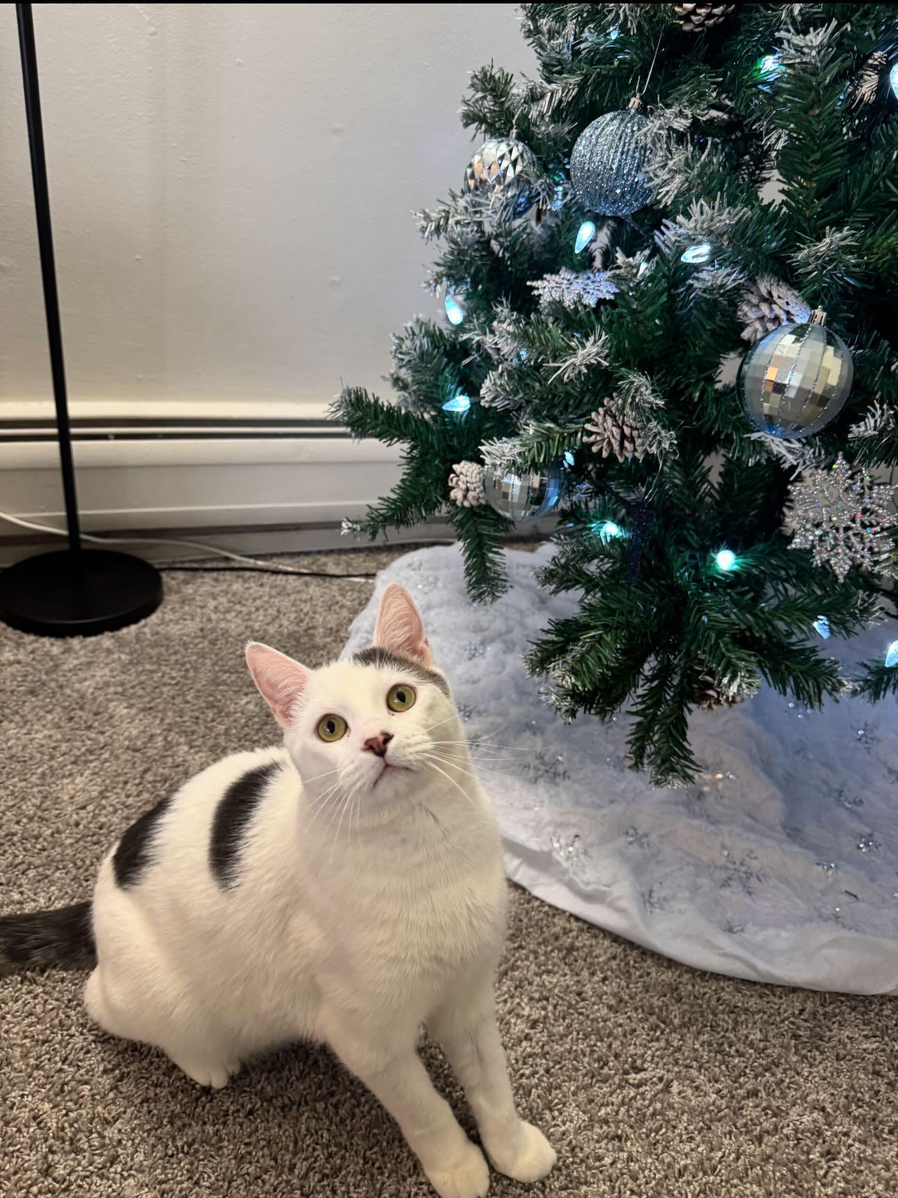 Enlarge Earl Gray (HOSPICE-HCM), a ADOPTABLE Domestic Short Hair in Levittown, PA image 5/6