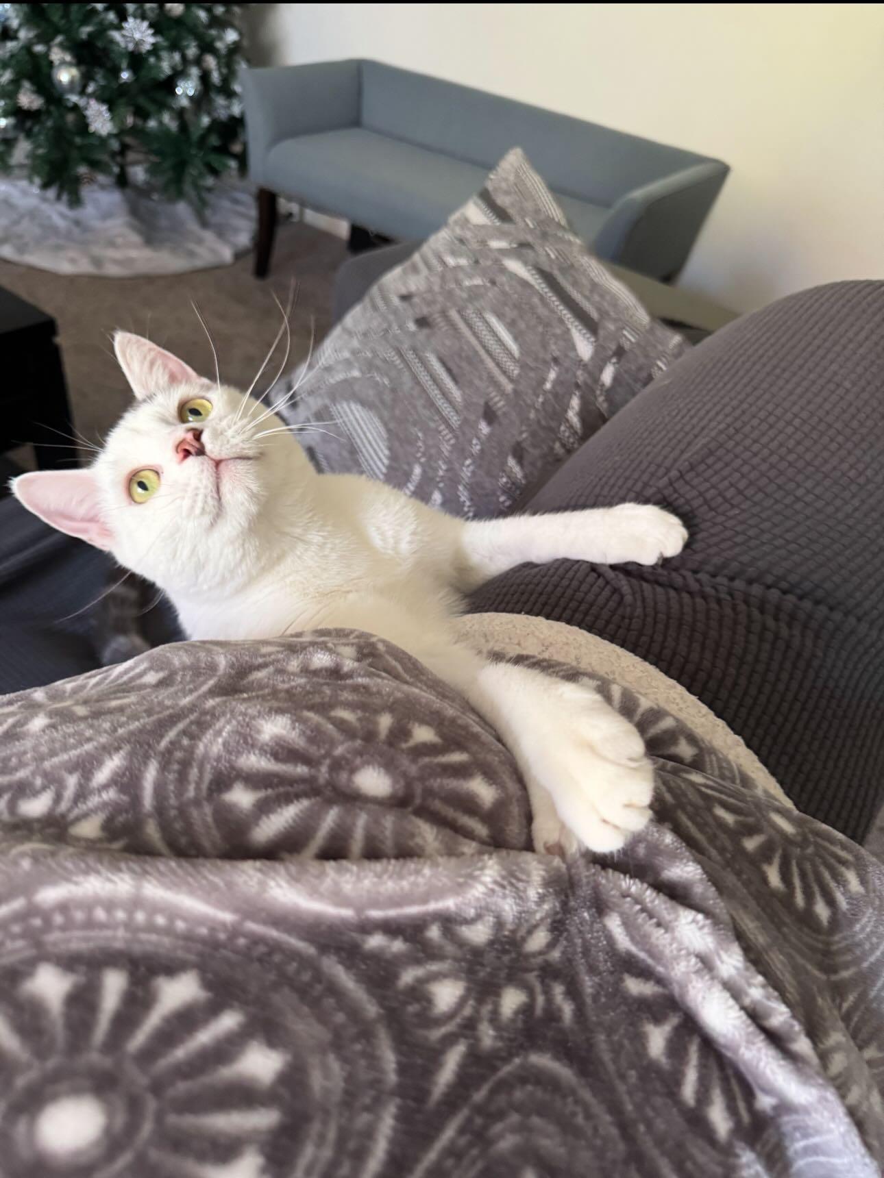 Enlarge Earl Gray (HOSPICE-HCM), a ADOPTABLE Domestic Short Hair in Levittown, PA image 2/6