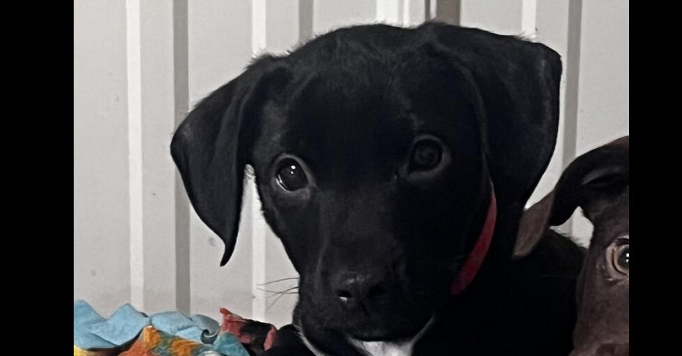 Rosco, Adoptable, Puppy Male Chihuahua & Mixed Breed.