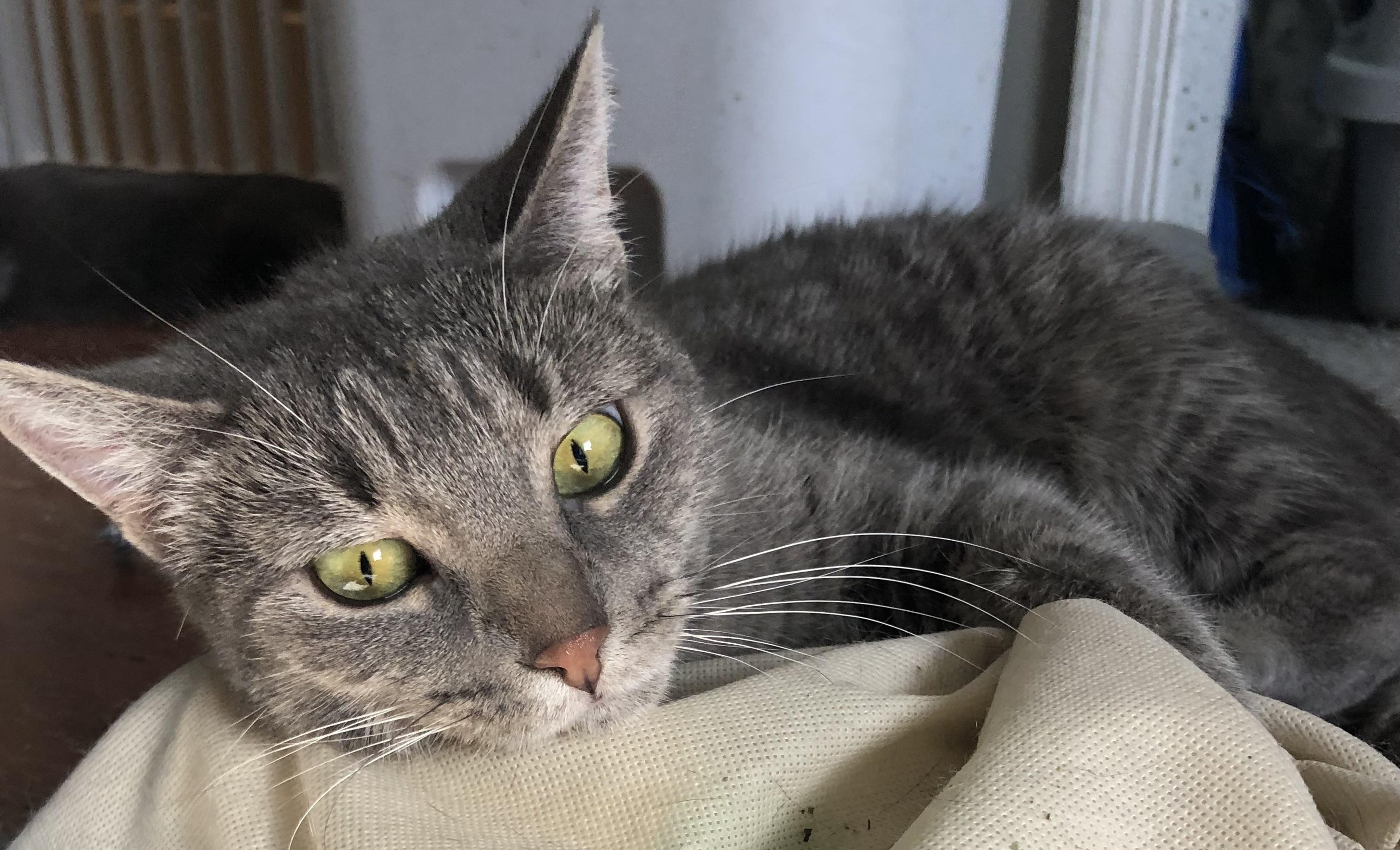 Ava, a Adoptable Domestic Short Hair in Bellmawr, NJ image 1/3