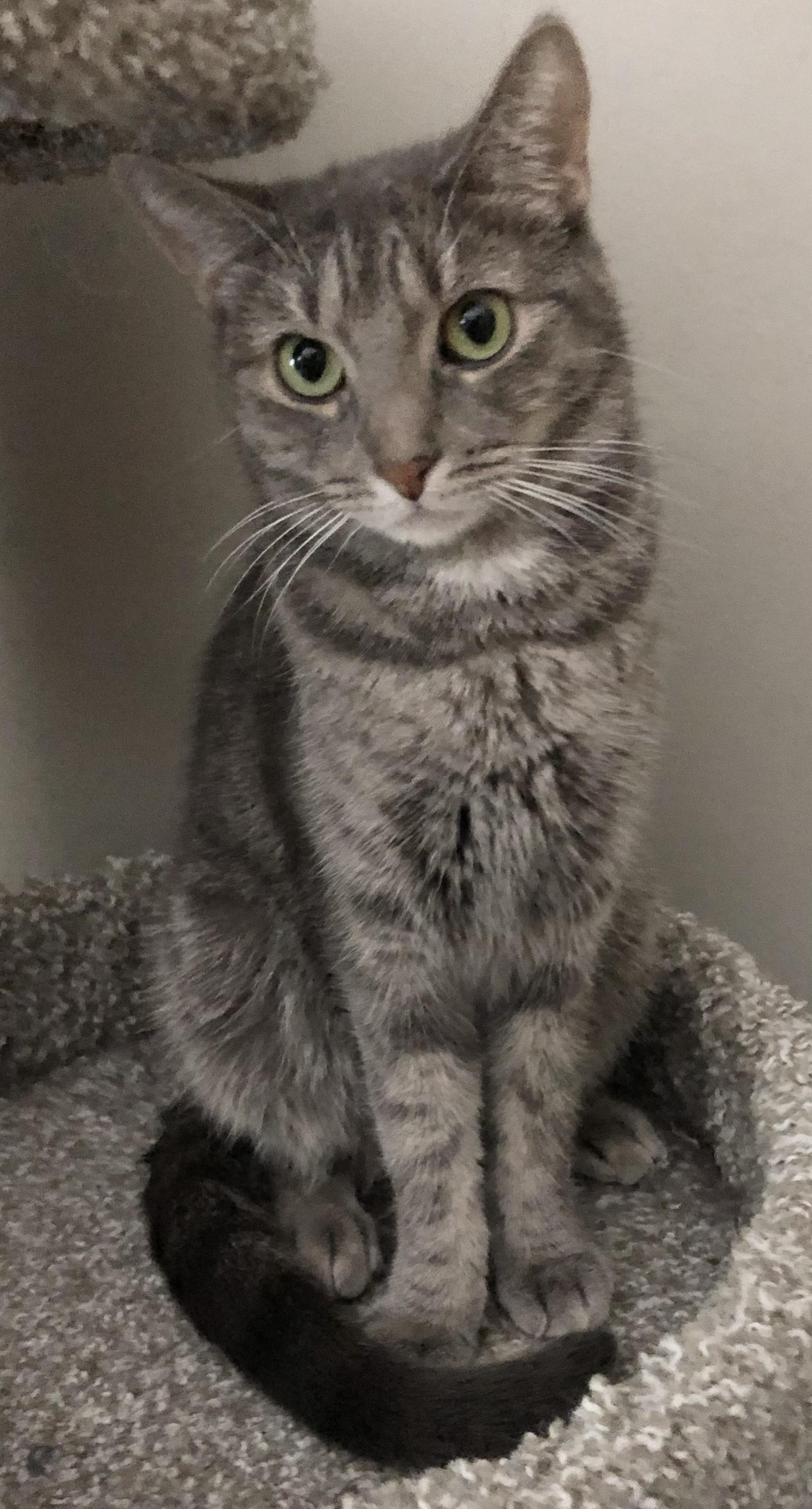 Ava, a Adoptable Domestic Short Hair in Bellmawr, NJ image 2/3