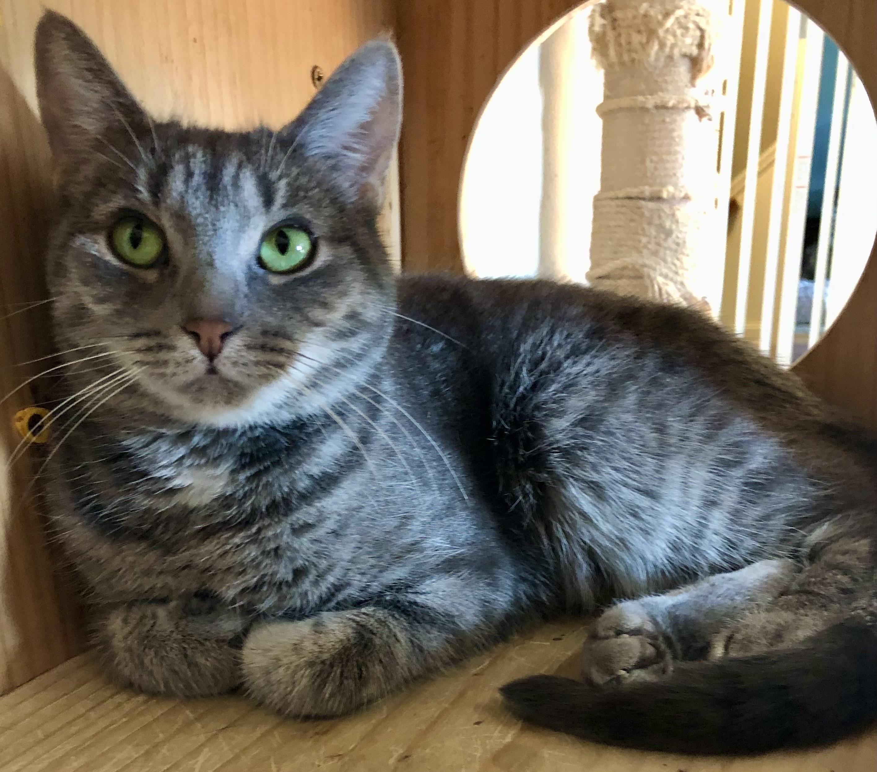 Ava, a Adoptable Domestic Short Hair in Bellmawr, NJ image 3/3