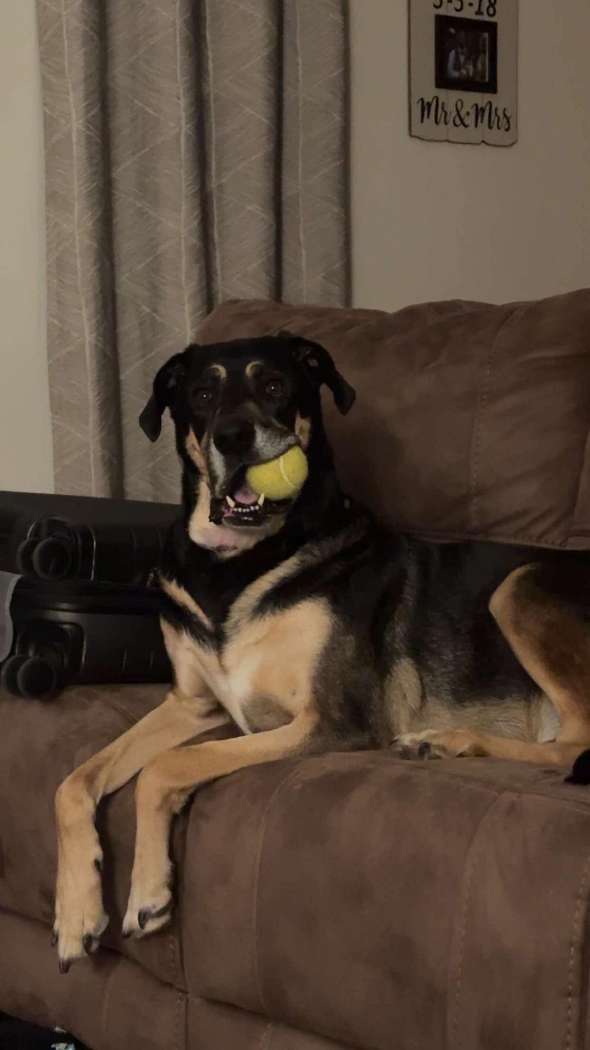 Enlarge Oakley, a Adoptable mixed breed in Mountain City, TN image 1/3