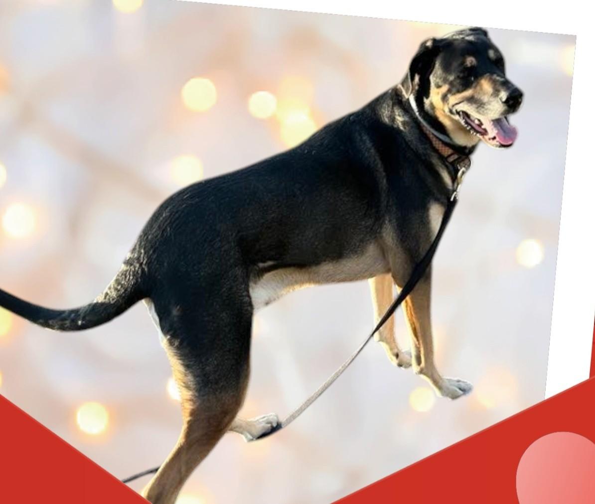 Enlarge Oakley, a Adoptable mixed breed in Mountain City, TN image 2/3