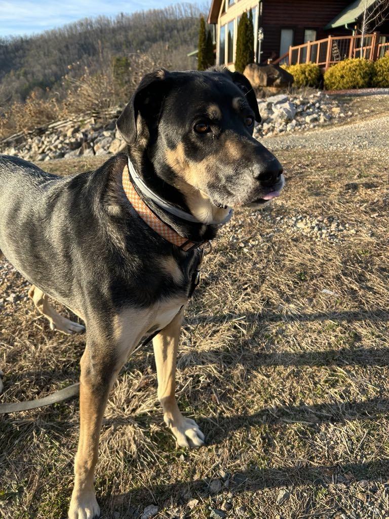 Enlarge Oakley, a Adoptable mixed breed in Mountain City, TN image 3/3