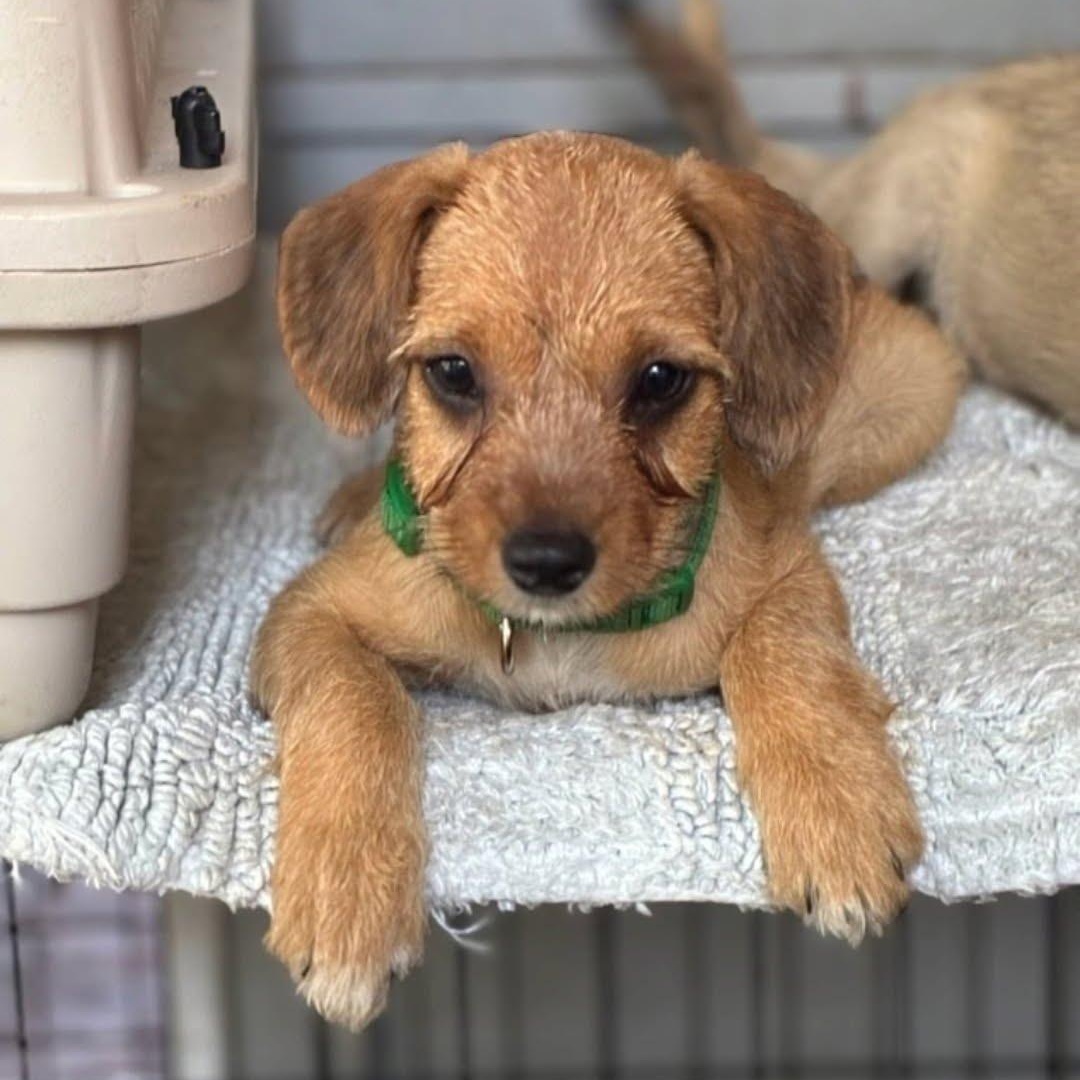 Thelma, an adopted mixed breed in Myrtle Beach, SC image 1/2
