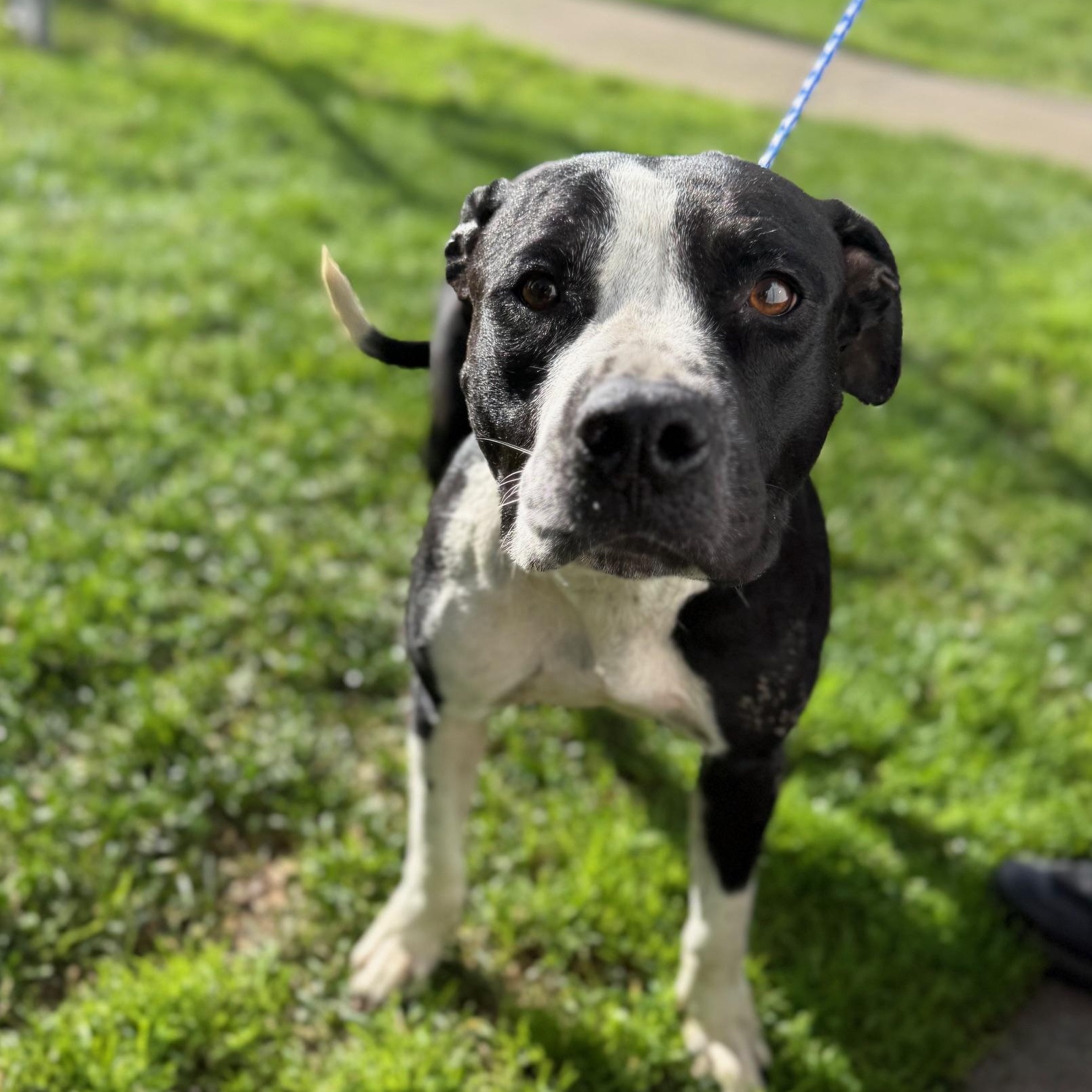 Millie , ADOPTABLE, Adult Female Pit Bull Terrier.