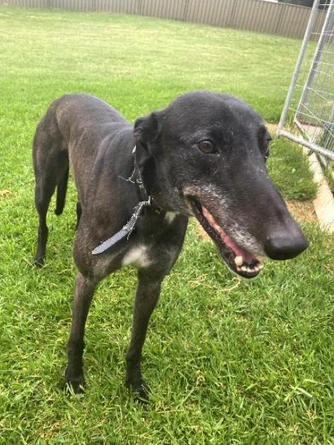 Mr. Kambosos (Kam), Adoptable, Adult Male Greyhound.