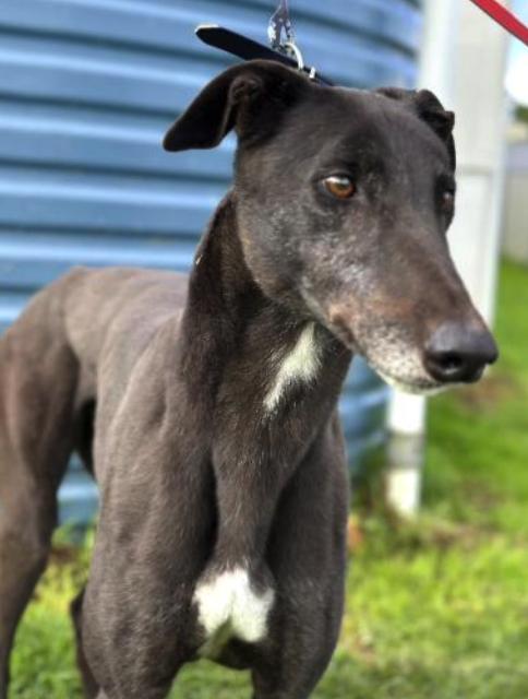 Mr. Kambosos (Kam), a Adoptable Greyhound in Tarpon Springs, FL image 2/3