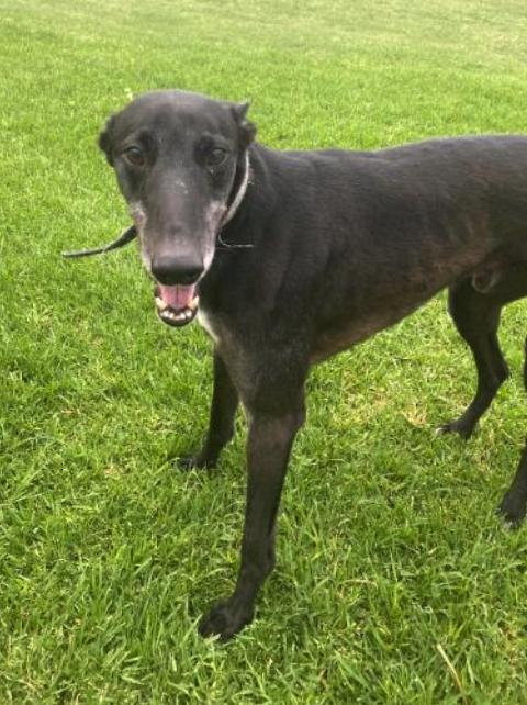 Mr. Kambosos (Kam), a Adoptable Greyhound in Tarpon Springs, FL image 3/3