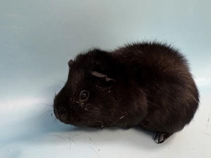 Princess, Adoptable, Adult Female Guinea Pig & Guinea Pig.