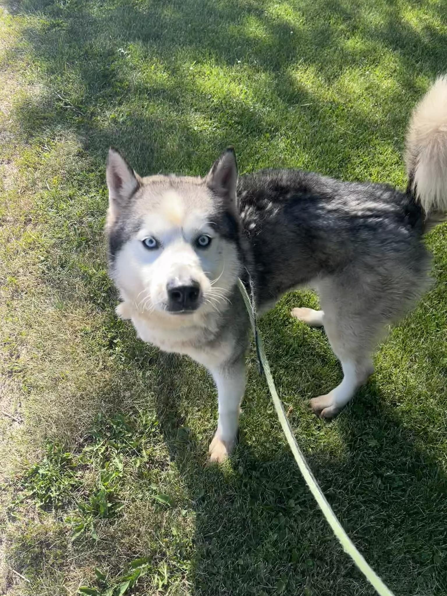 Chase, a Adoptable mixed breed in Harvard, IL image 2/6