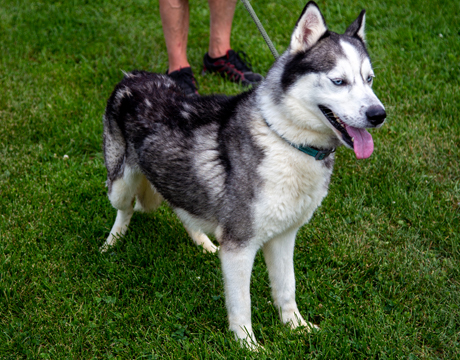 Chase, a Adoptable mixed breed in Harvard, IL image 3/6