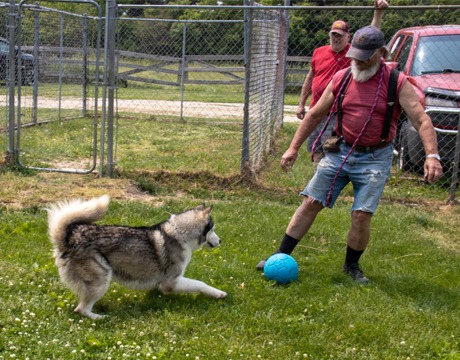 Chase, a Adoptable mixed breed in Harvard, IL image 6/6