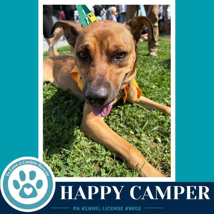 Happy Camper 082226, Adoptable, Young Male Shepherd & Labrador Retriever.