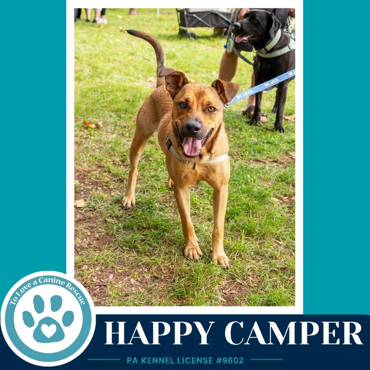 Enlarge Happy Camper 082226, a Adoptable mixed breed in Kimberton, PA image 2/6