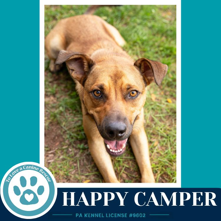 Enlarge Happy Camper 082226, a Adoptable mixed breed in Kimberton, PA image 3/6