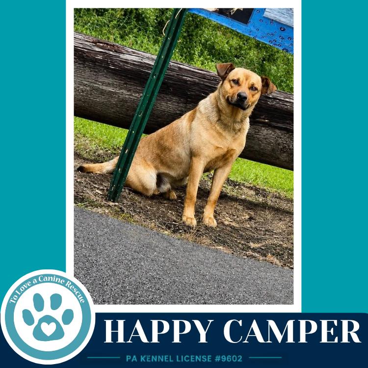 Happy Camper 082226, Adoptable, Young Male Shepherd & Labrador Retriever.