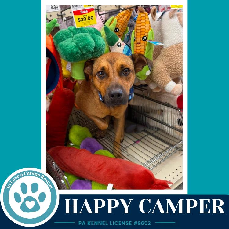Enlarge Happy Camper 082226, a Adoptable mixed breed in Kimberton, PA image 2/2