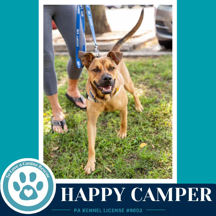 Enlarge Happy Camper 082226, a Adoptable mixed breed in Kimberton, PA image 4/6