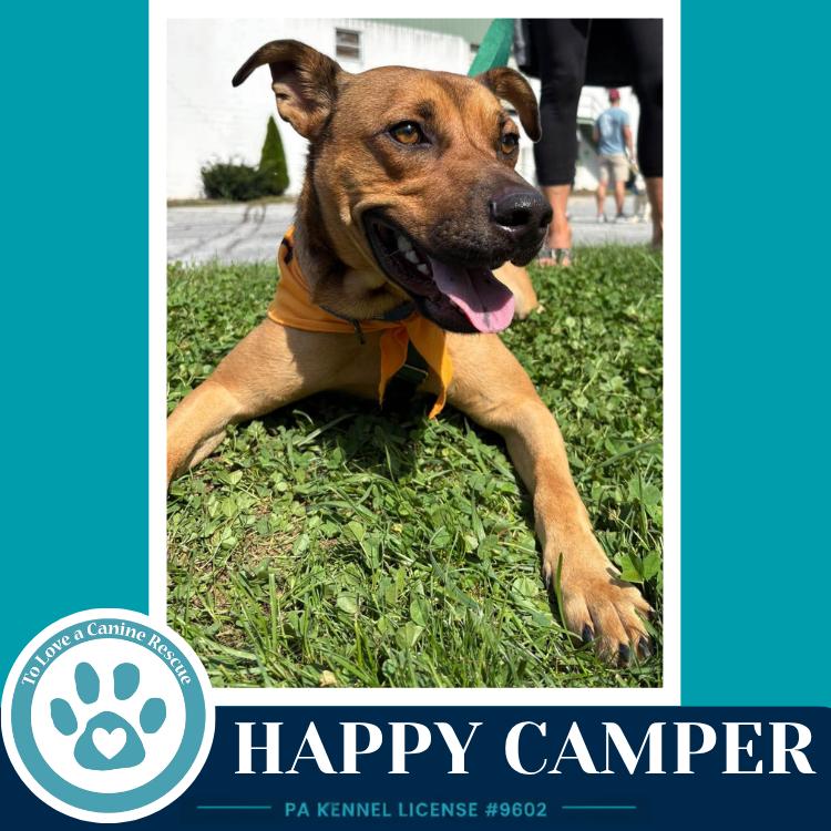 Enlarge Happy Camper 082226, a Adoptable mixed breed in Kimberton, PA image 5/6