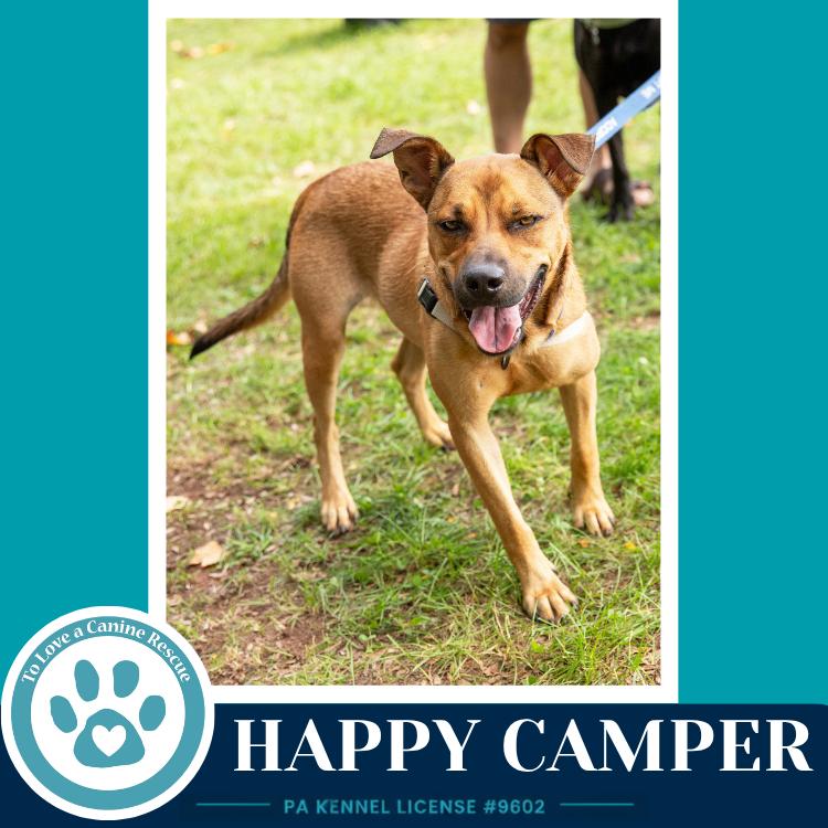 Enlarge Happy Camper 082226, a Adoptable mixed breed in Kimberton, PA image 6/6