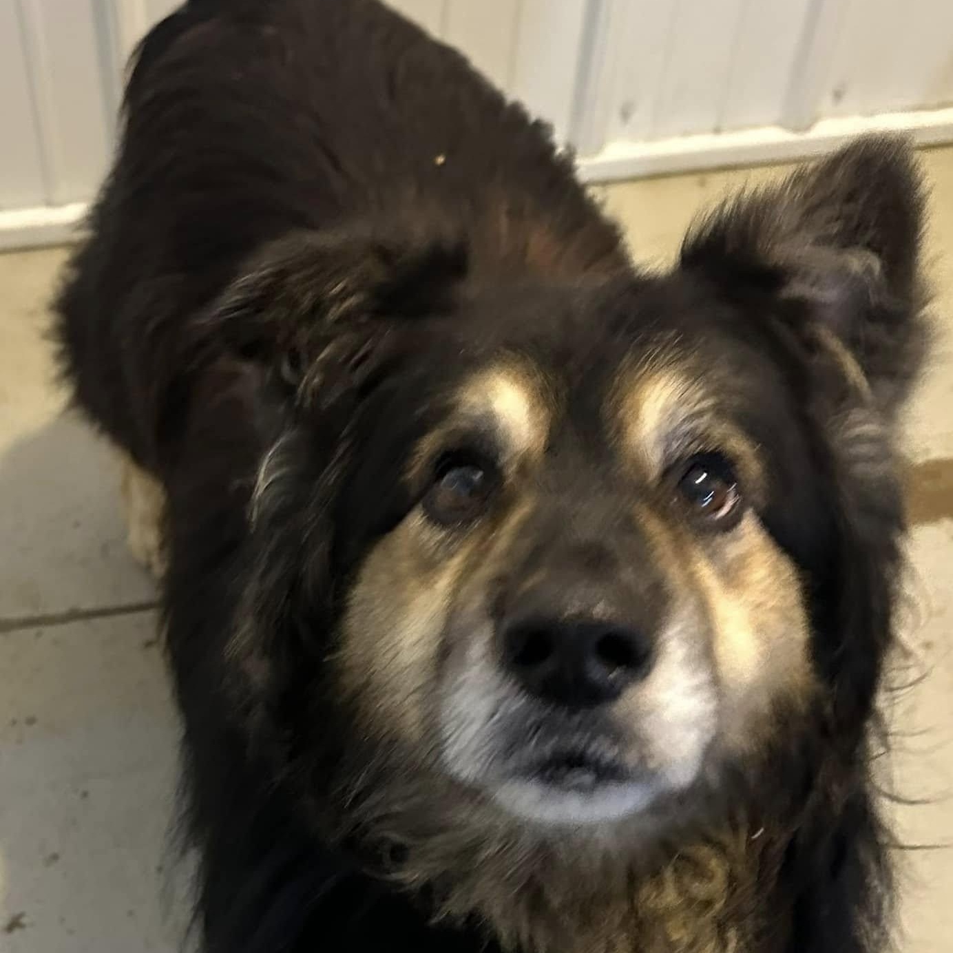 Enlarge Bear, a Adoptable Collie in Hoopeston, IL image 1/4