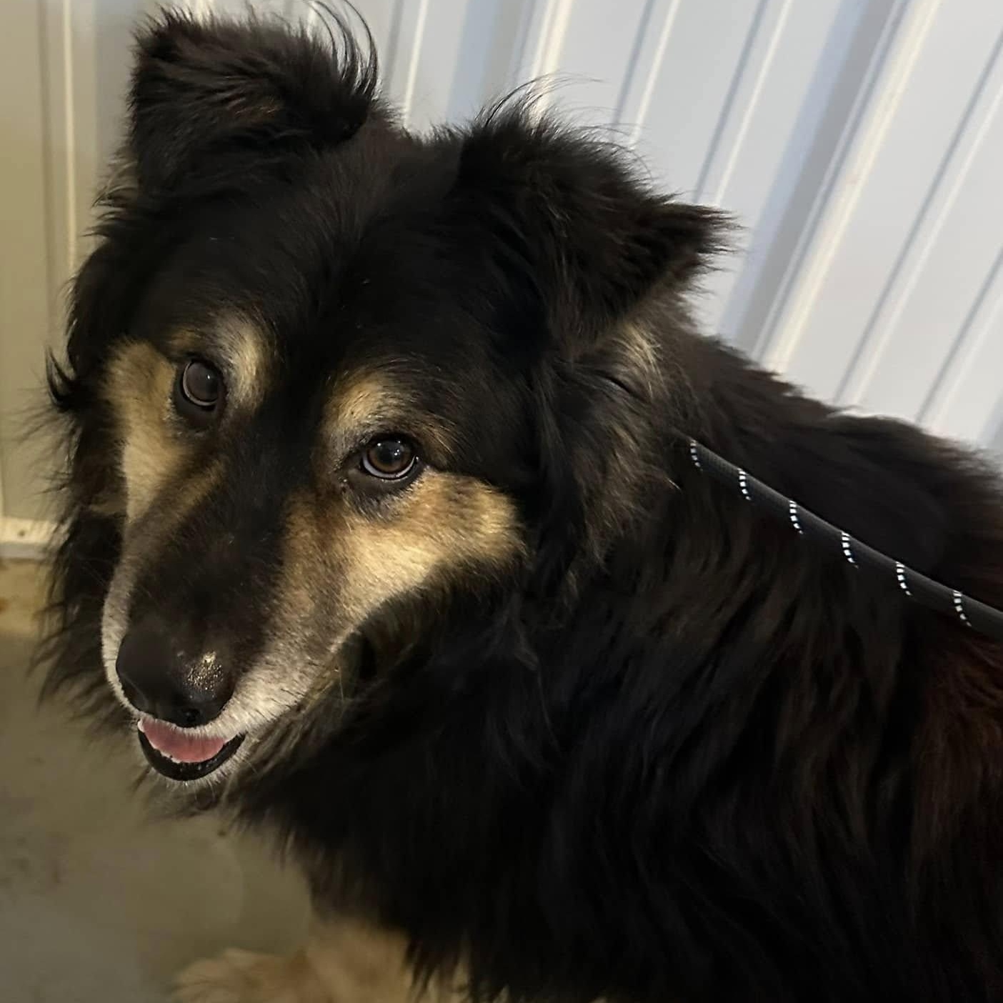 Enlarge Bear, a Adoptable Collie in Hoopeston, IL image 2/4