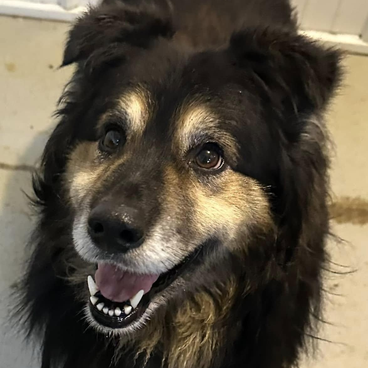 Enlarge Bear, a Adoptable Collie in Hoopeston, IL image 3/4
