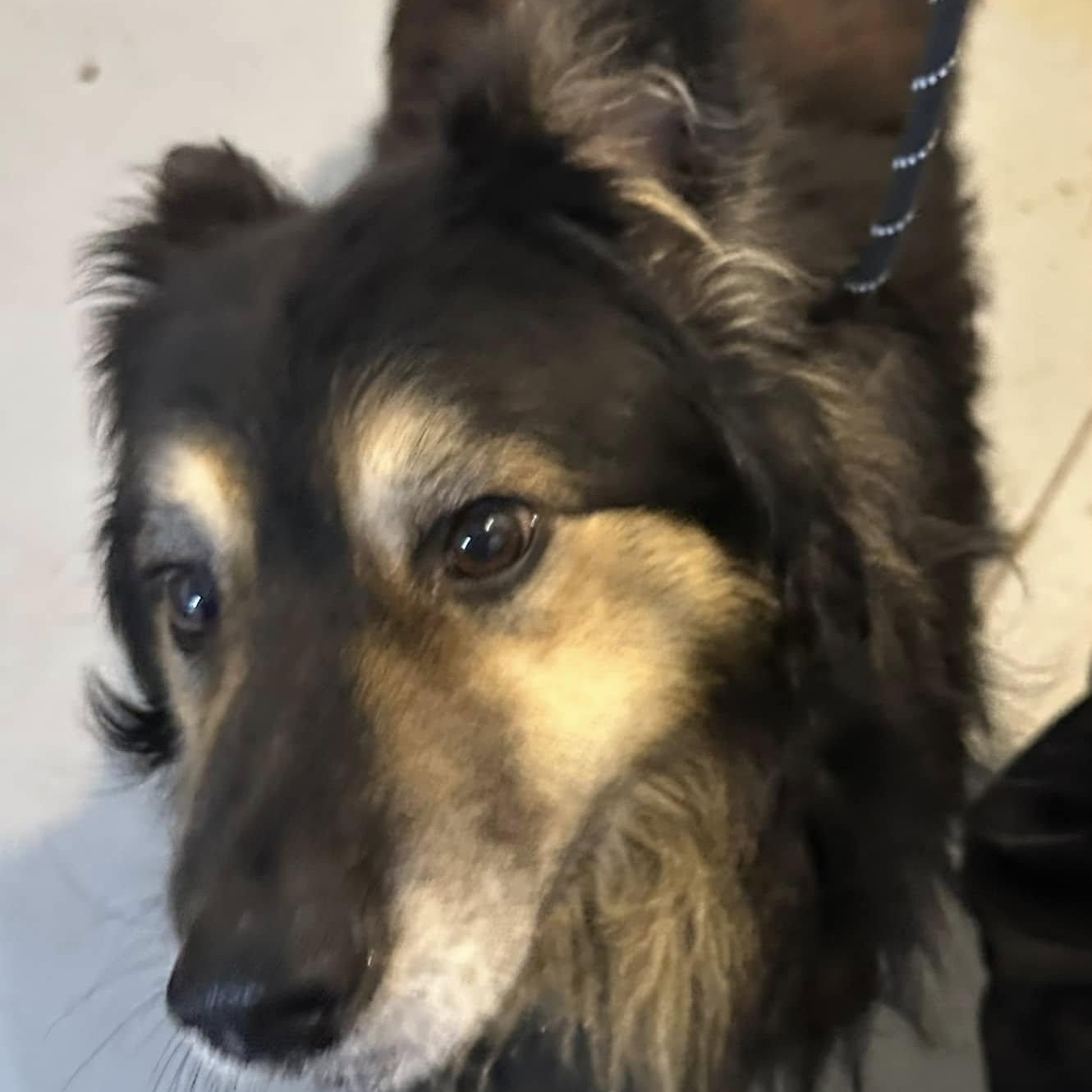 Enlarge Bear, a Adoptable Collie in Hoopeston, IL image 4/4
