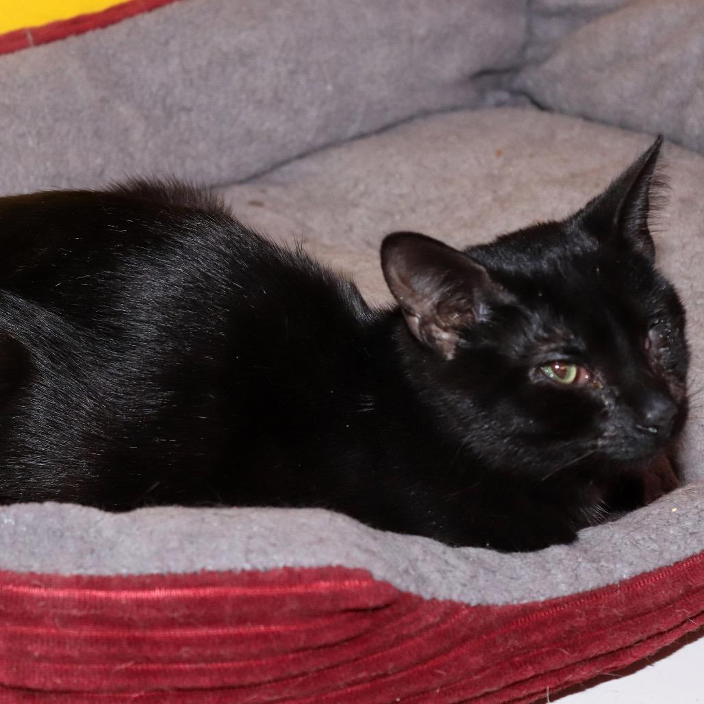 Enlarge Coraline, a Adoptable Domestic Short Hair in Howard beach, NY image 1/2