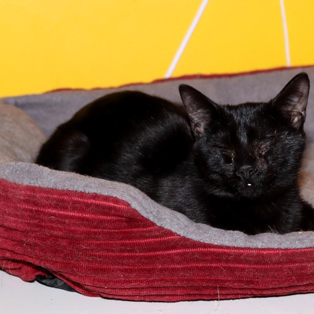 Enlarge Coraline, a Adoptable Domestic Short Hair in Howard beach, NY image 2/2