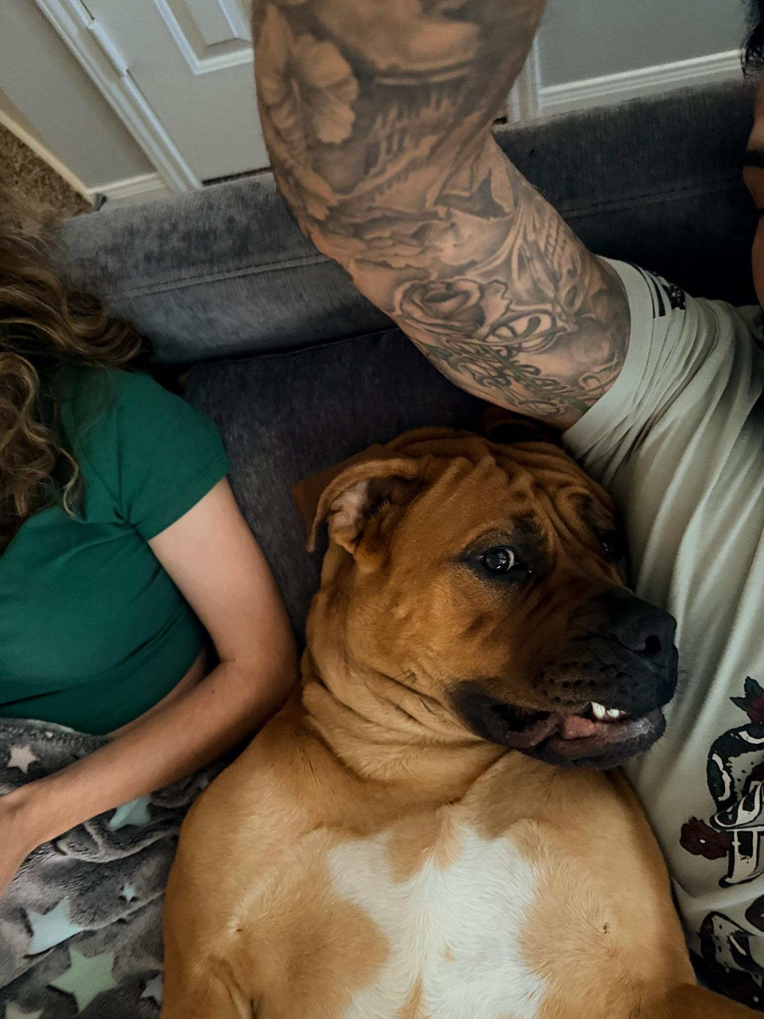 Enlarge Buffy, a ADOPTABLE Boerboel in Austin, TX image 3/5