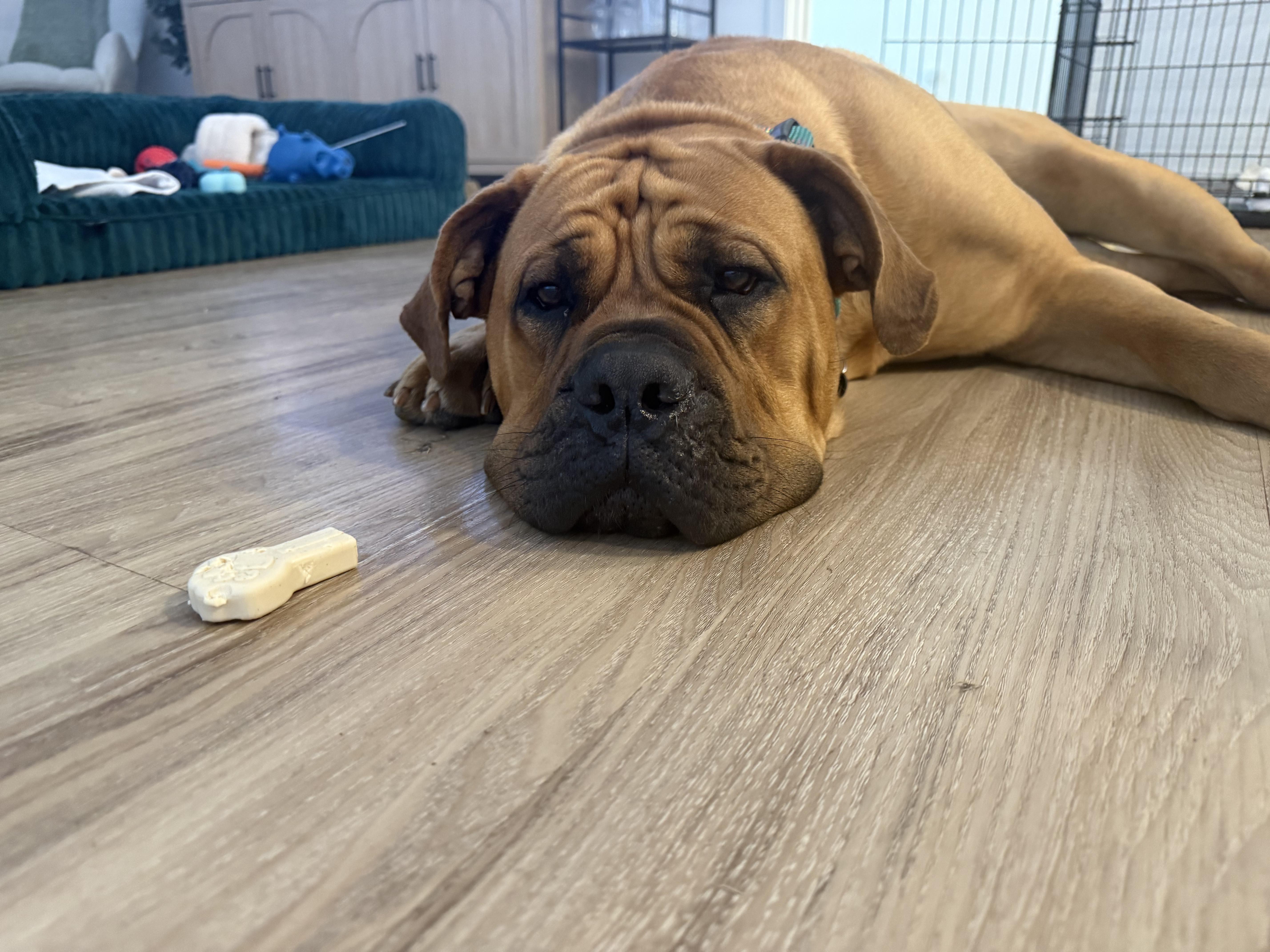 Enlarge Buffy, a ADOPTABLE Boerboel in Austin, TX image 2/5
