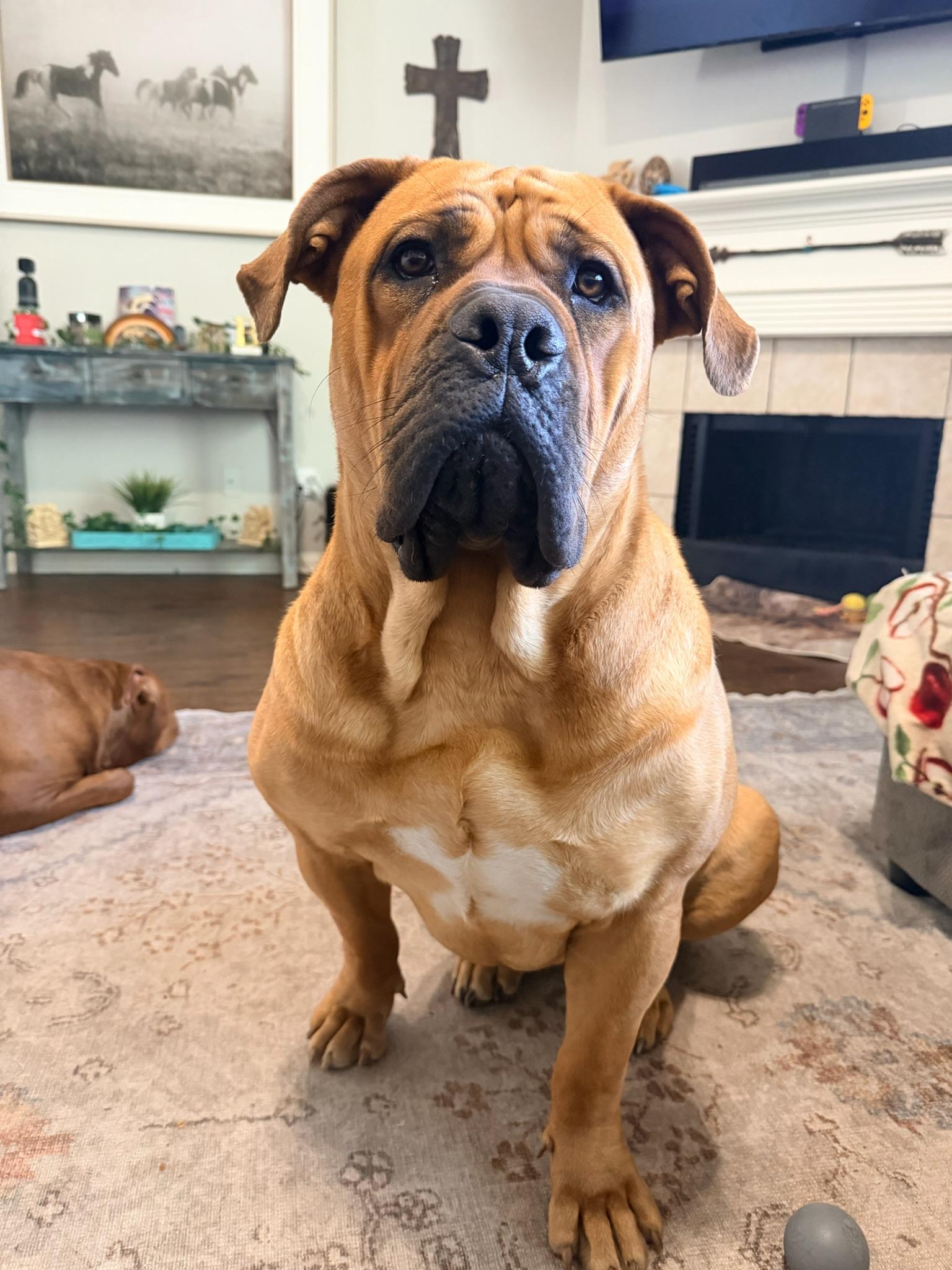 Enlarge Buffy, a ADOPTABLE Boerboel in Austin, TX image 1/5