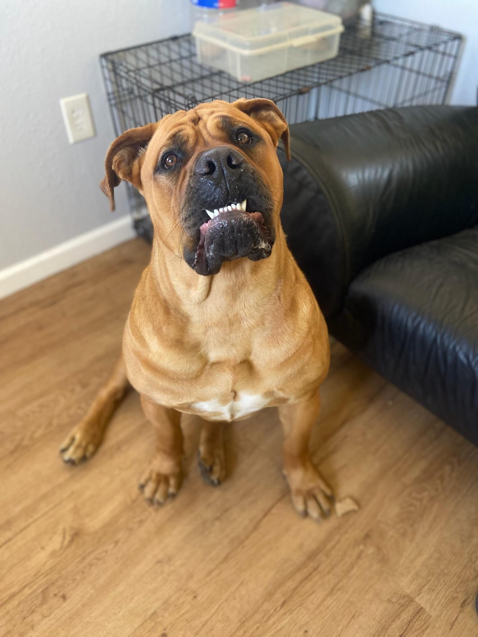 Enlarge Buffy, a ADOPTABLE Boerboel in Austin, TX image 5/5