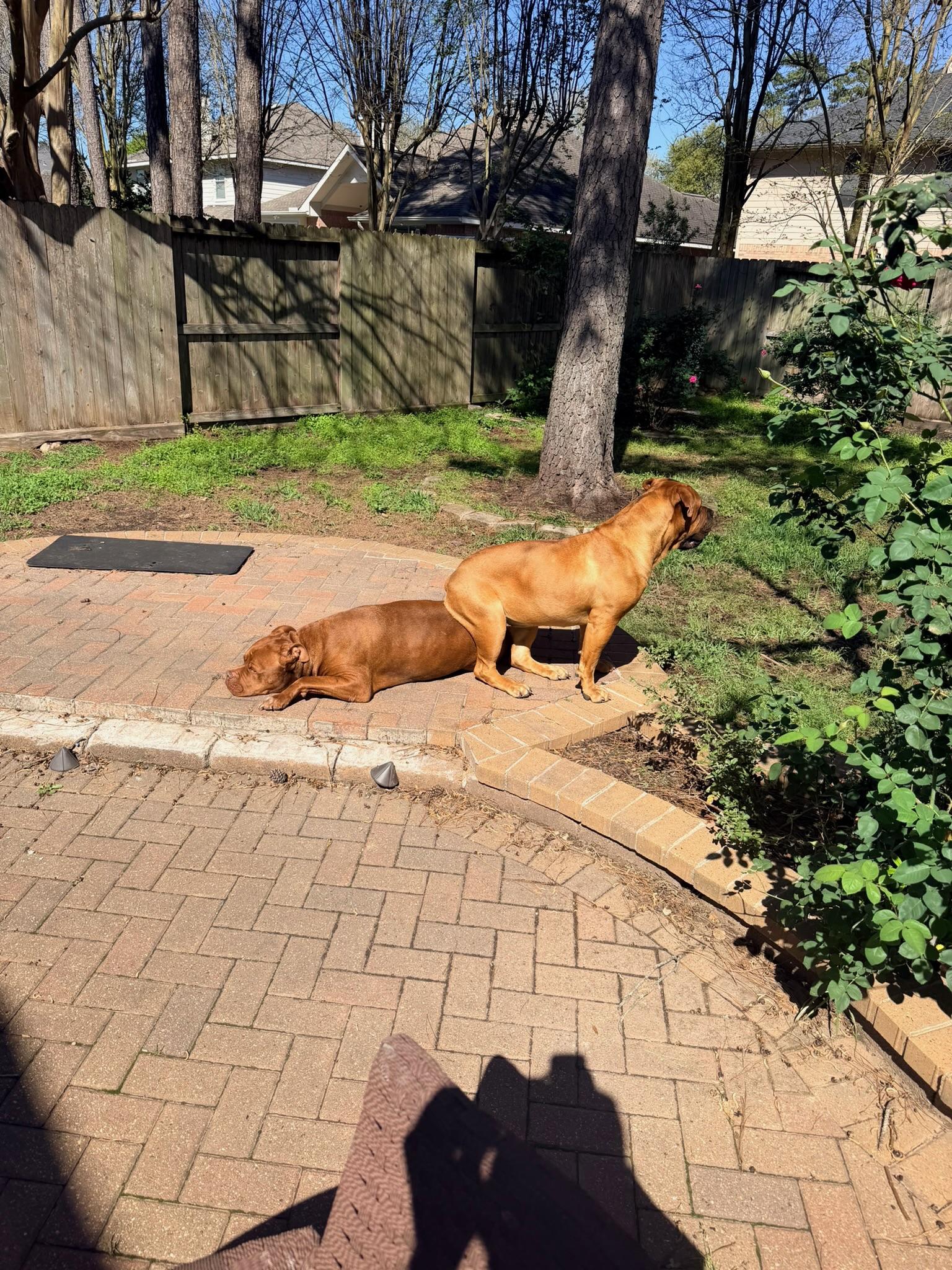 Enlarge Buffy, a ADOPTABLE Boerboel in Austin, TX image 4/5