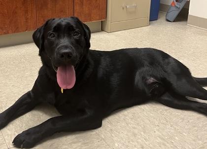 Enlarge Coco, an adopted Black Labrador Retriever in Hamilton, OH image 2/2