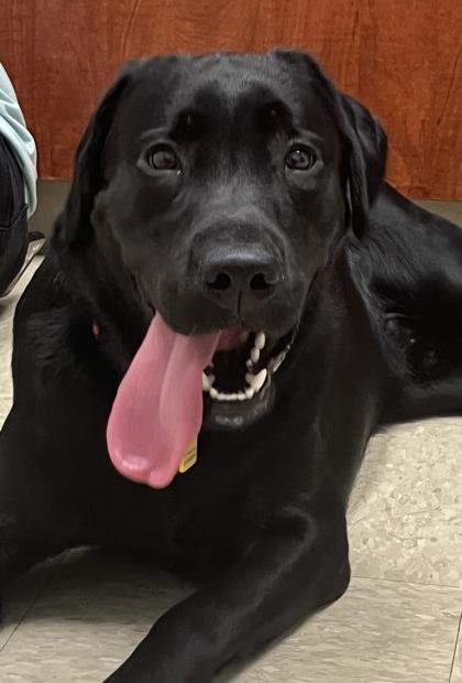 Enlarge Coco, an adopted Black Labrador Retriever in Hamilton, OH image 1/2