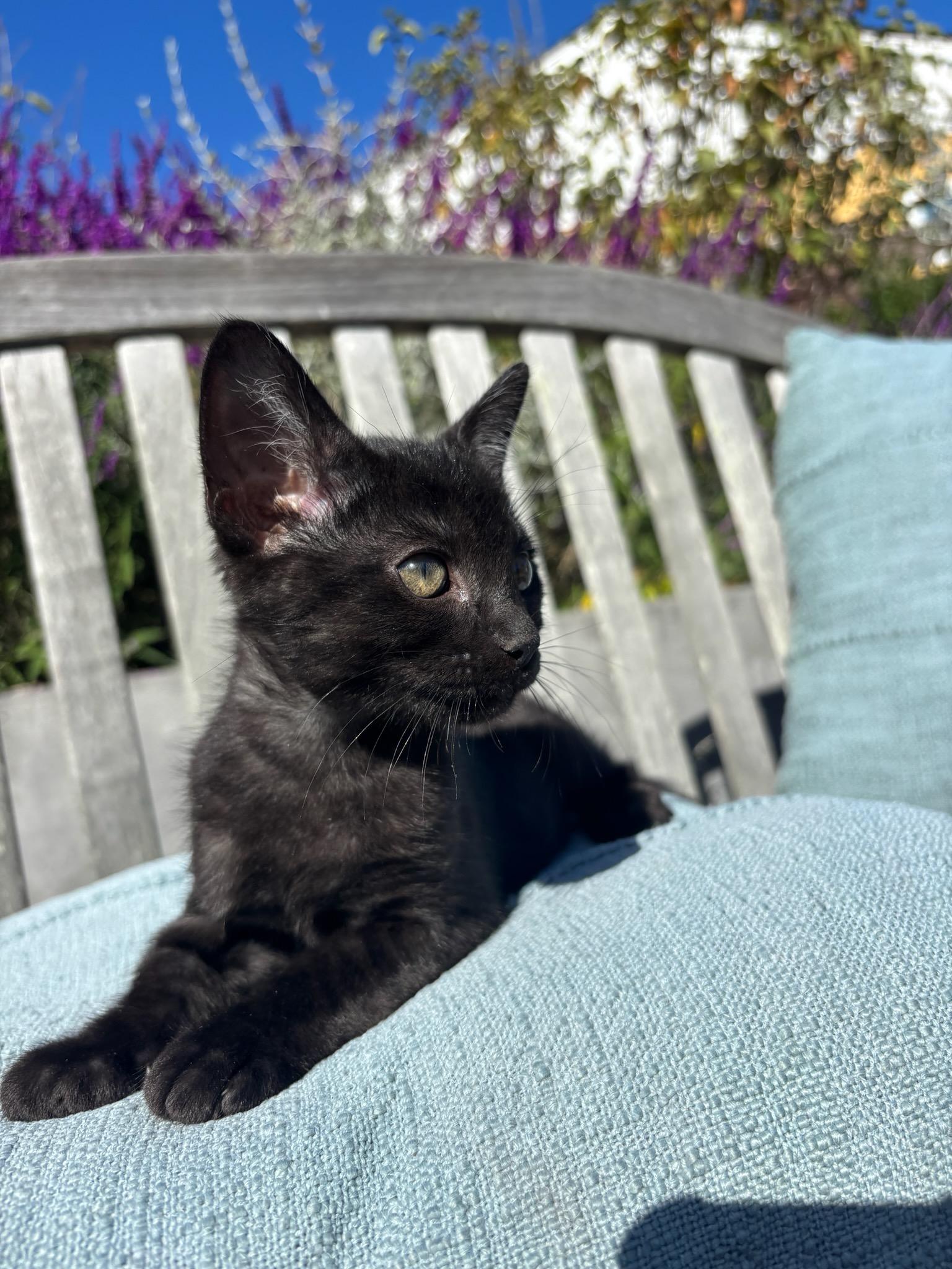 Enlarge Dobby, a Adoptable mixed breed in Santa Cruz, CA image 1/2