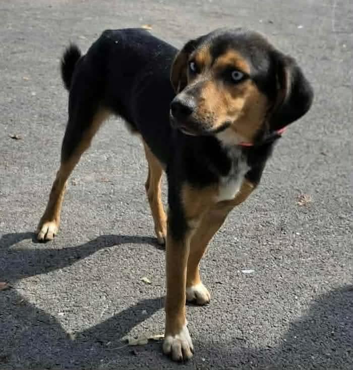 Enlarge Jethrow, an adopted mixed breed in Westwood, NJ image 3/3