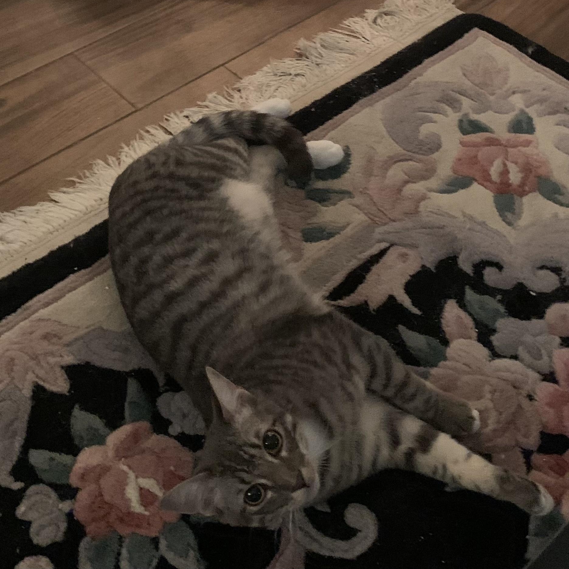 Enlarge Grayson (143774) (In a Foster Home), a Adoptable Domestic Short Hair in Baton Rouge, LA image 2/6