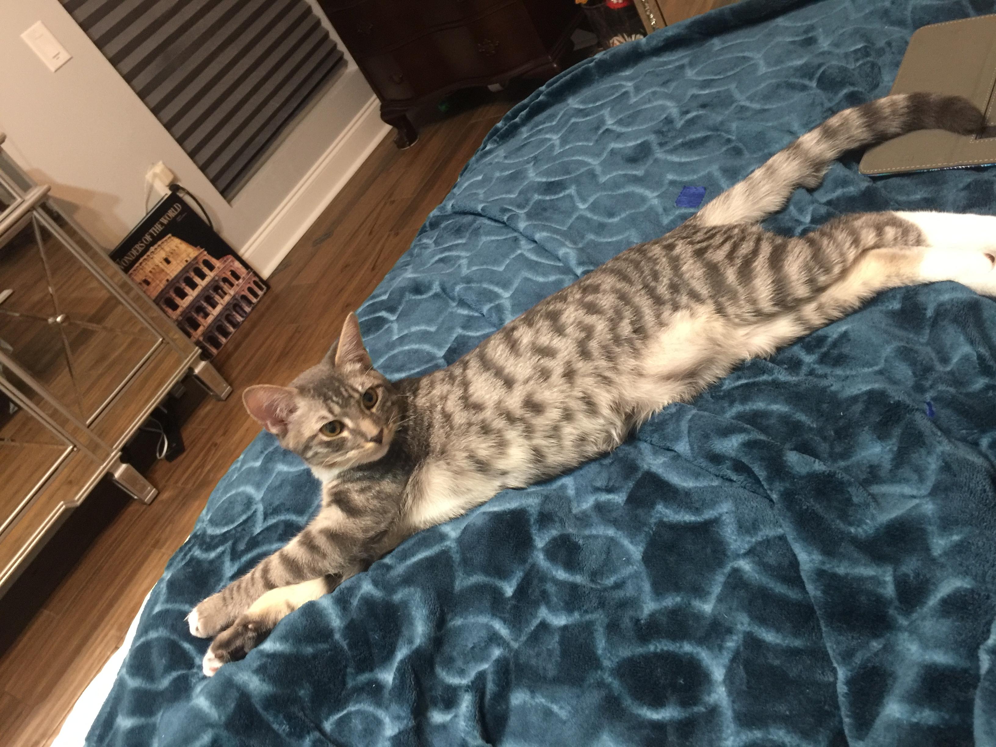 Enlarge Grayson (143774) (In a Foster Home), a Adoptable Domestic Short Hair in Baton Rouge, LA image 4/6