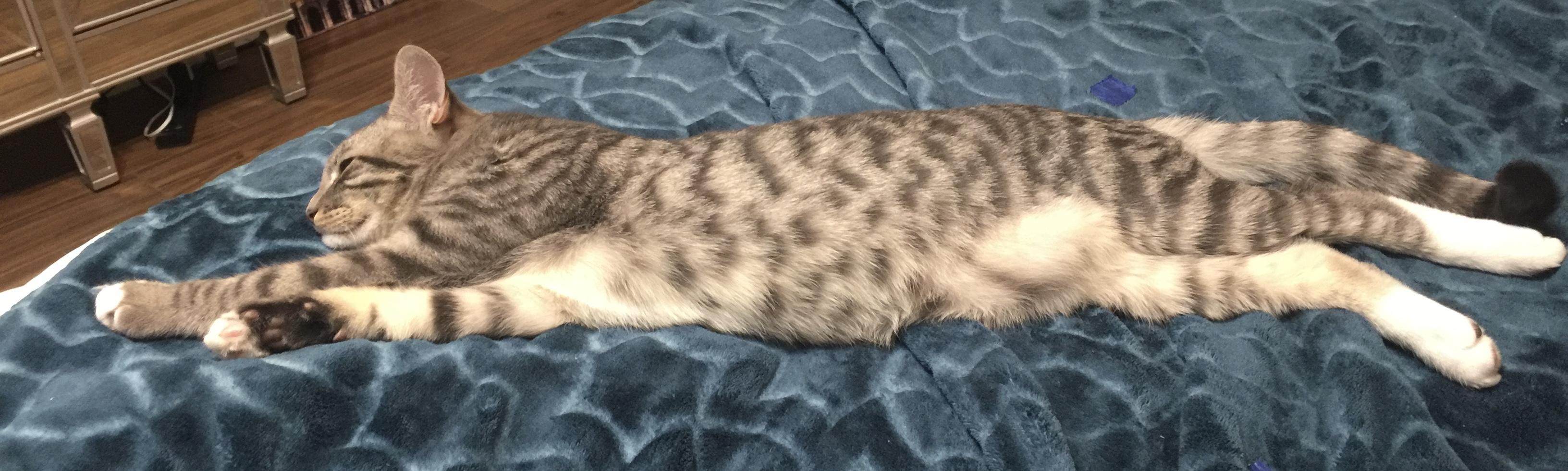 Enlarge Grayson (143774) (In a Foster Home), a Adoptable Domestic Short Hair in Baton Rouge, LA image 6/6