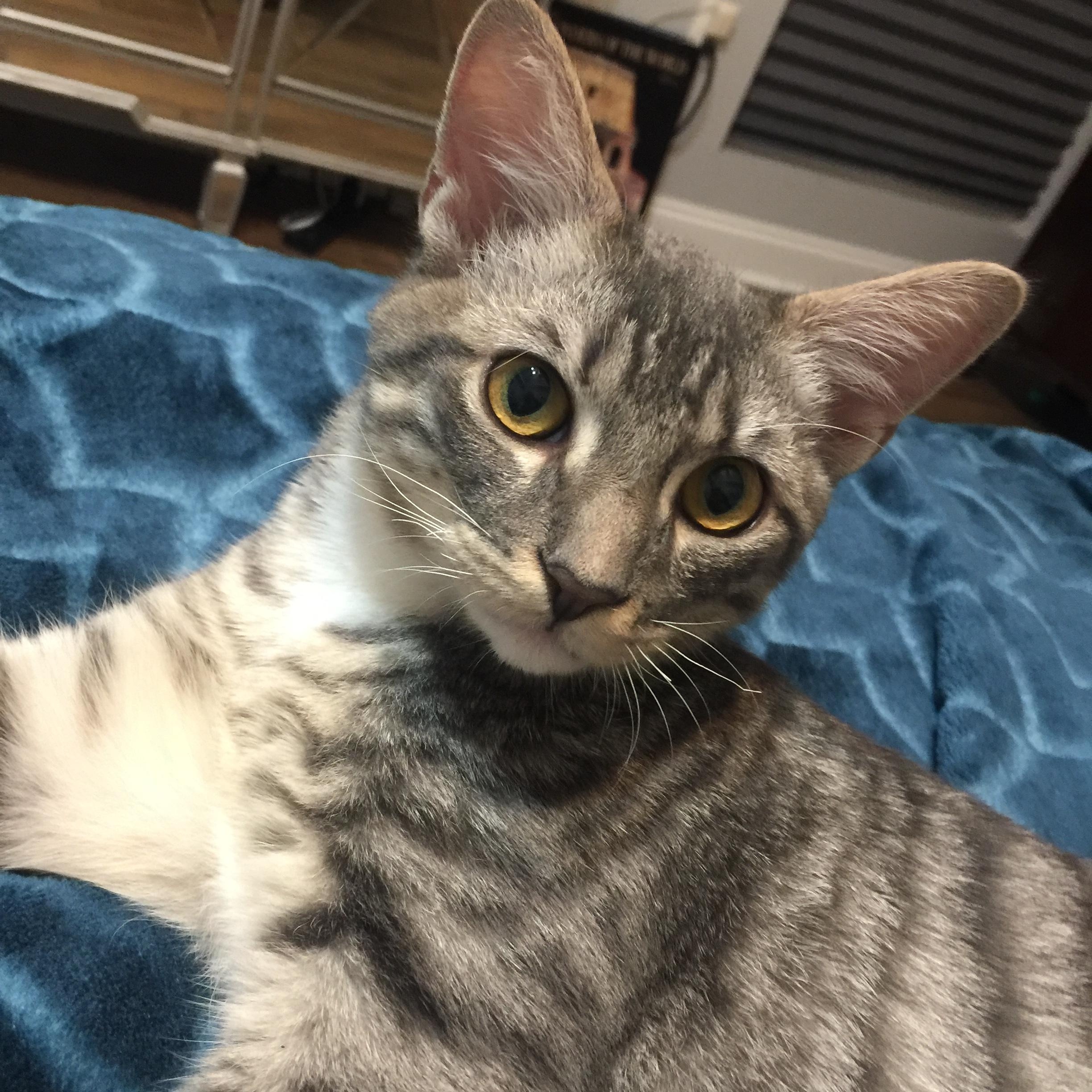 Enlarge Grayson (143774) (In a Foster Home), a Adoptable Domestic Short Hair in Baton Rouge, LA image 1/6