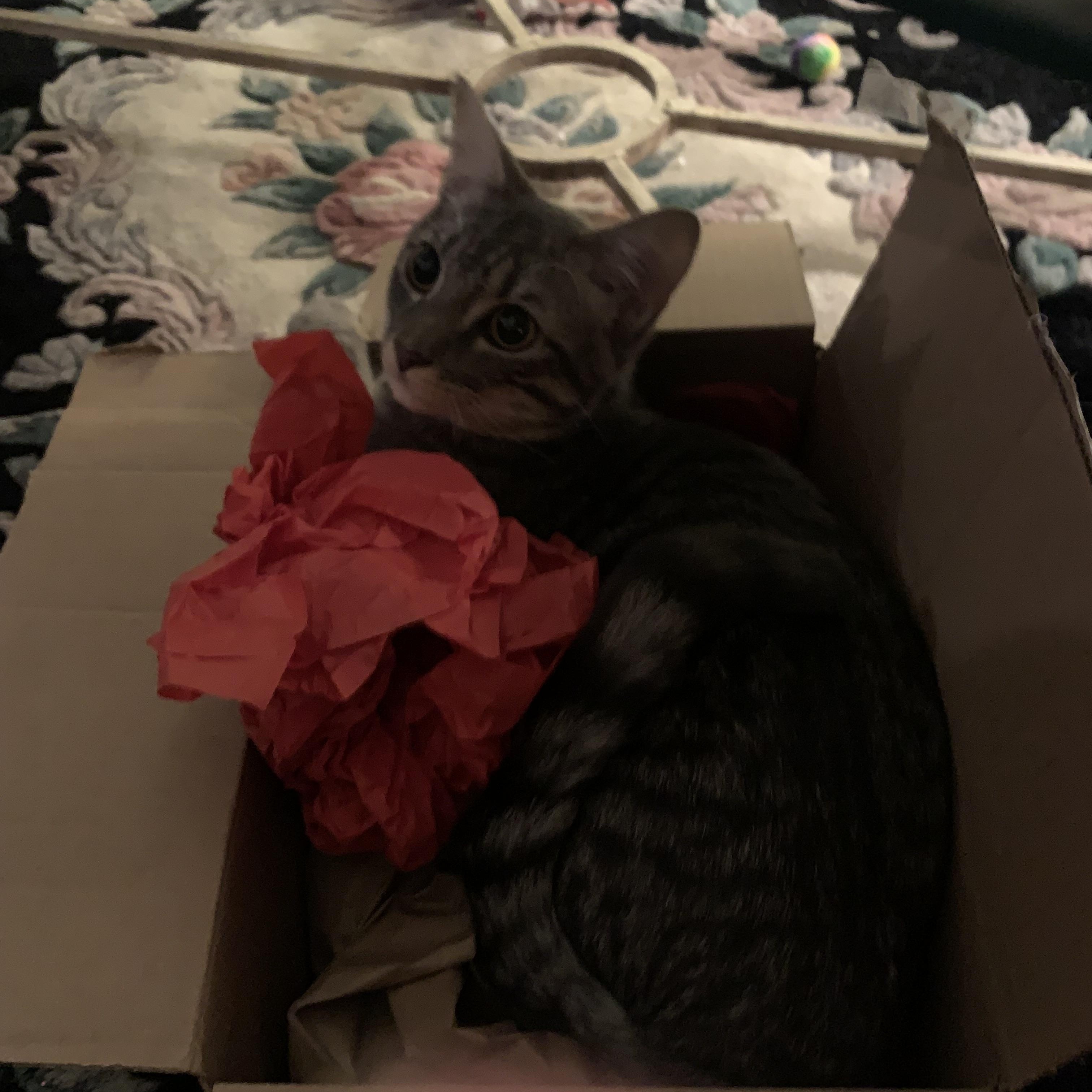 Enlarge Grayson (143774) (In a Foster Home), a Adoptable Domestic Short Hair in Baton Rouge, LA image 5/6