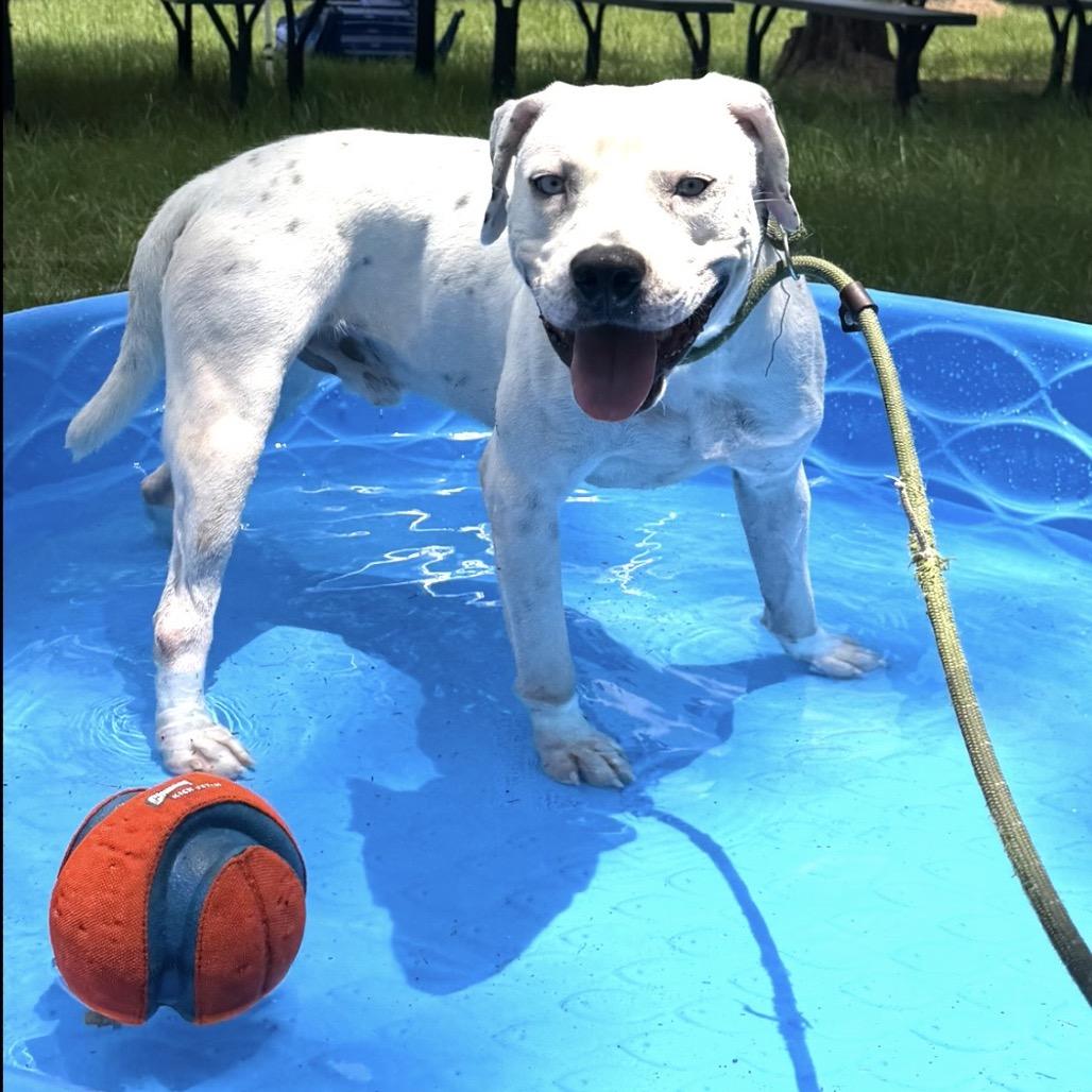 Enlarge Rascal, a Adoptable mixed breed in Palestine, TX image 1/6