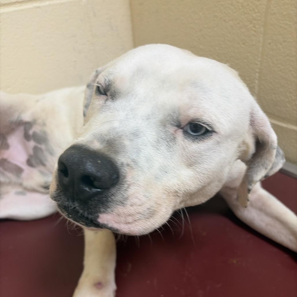 Enlarge Rascal, a Adoptable mixed breed in Palestine, TX image 2/6