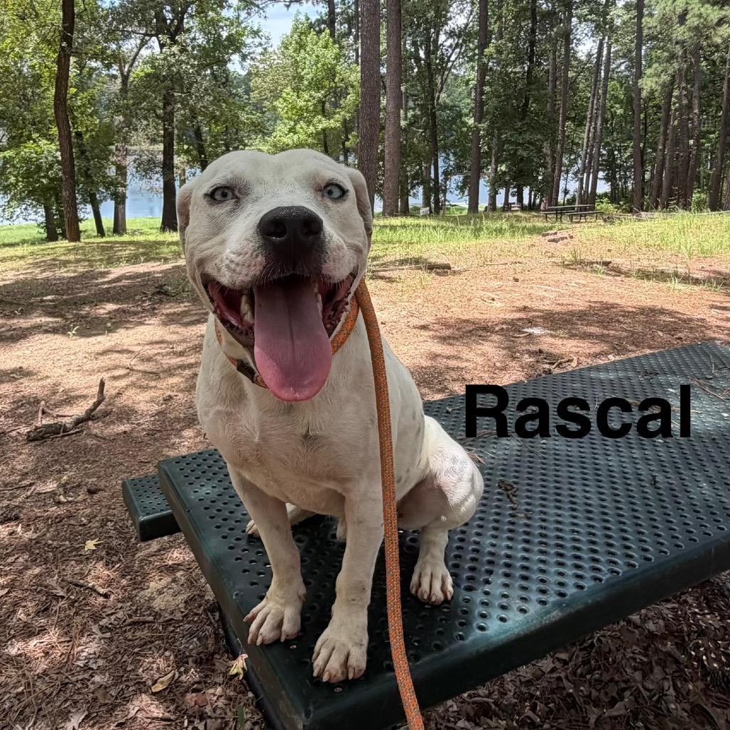 Enlarge Rascal, a Adoptable mixed breed in Palestine, TX image 3/6